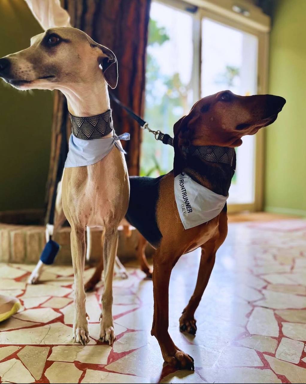 Dog guests at pet friendly Hotel Millepini